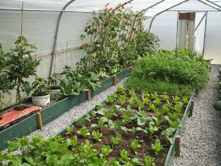 10 советов по выращиванию овощей в саду
