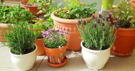 Какие растения могут оживить вашу веранду или балкон