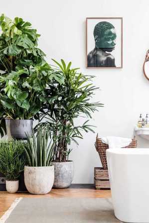 Какие растения выбрать для украшения интерьера вашего дома