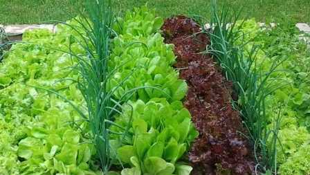Методы выращивания органических овощей на огороде