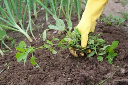 Огород без проблем: как бороться с сорняками и пестицидами