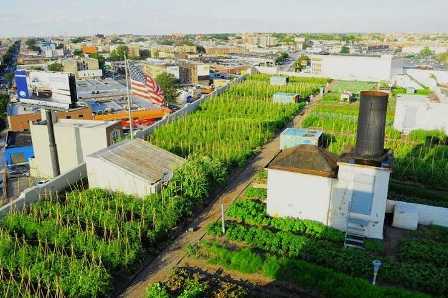 Огород на крыше: изобретательные решения для городской жизни