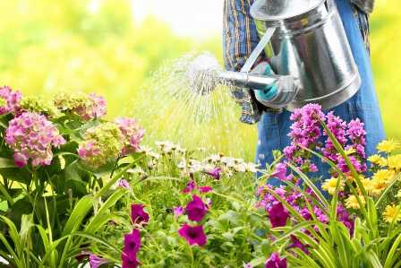 Основные правила полива растений в сухом климате