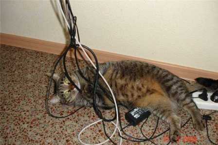 Почему кошки грызут провода и что с этим делать
