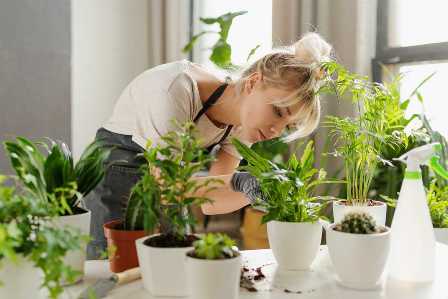 Пять растений, которые можно вырастить даже без опыта