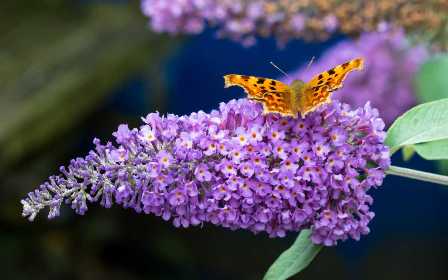 Пять растений, которые привлекут бабочек в ваш сад