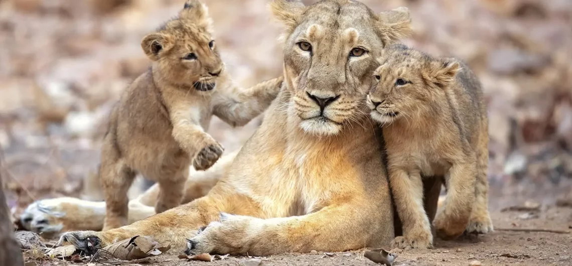 Сафари в Африке: в поисках дикой природы и животных