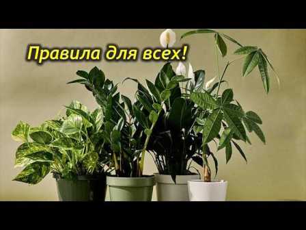 Секреты успешного ухода за комнатными растениями