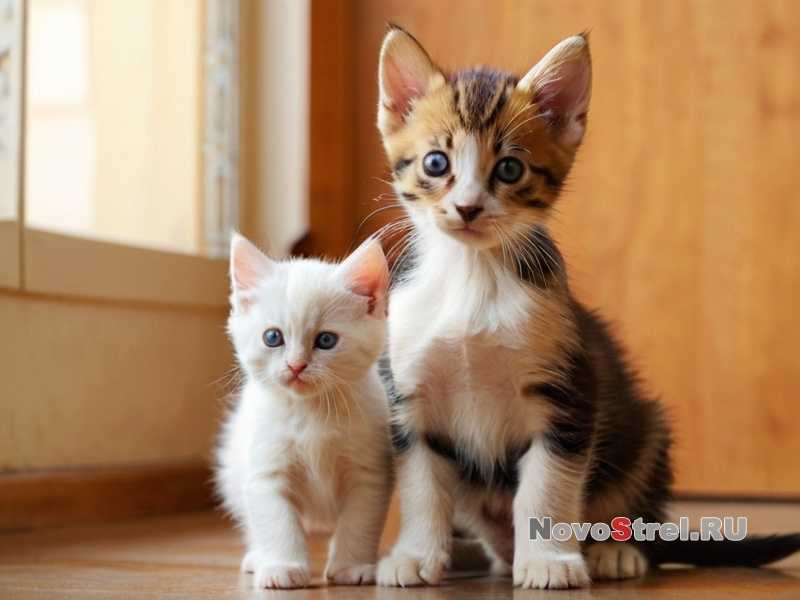 Как подготовить дом к появлению нового питомца