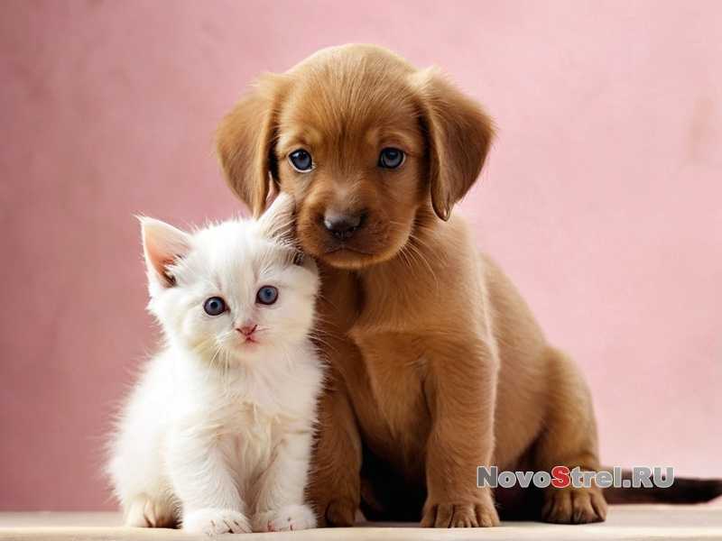 Лечение и профилактика