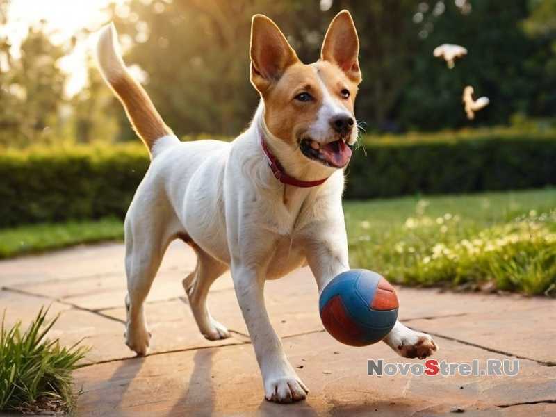 Твердый корм и натуральные продукты