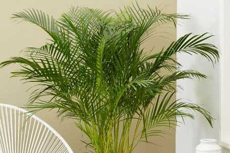 10 тропических растений, которые можно вырастить дома.