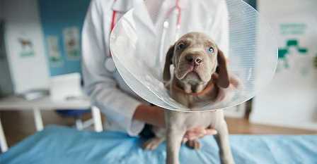 Домашние животные как помощники в реабилитации после травмы или болезни