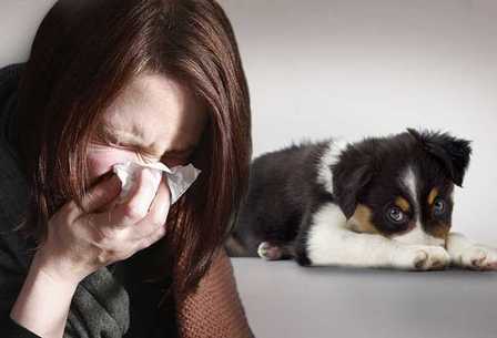 Как преодолеть аллергию на домашних животных