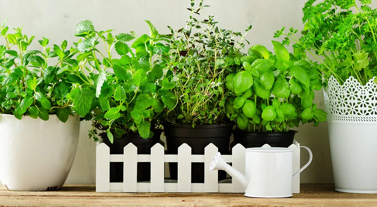 Как выбрать и вырастить самые ароматные травы на окне