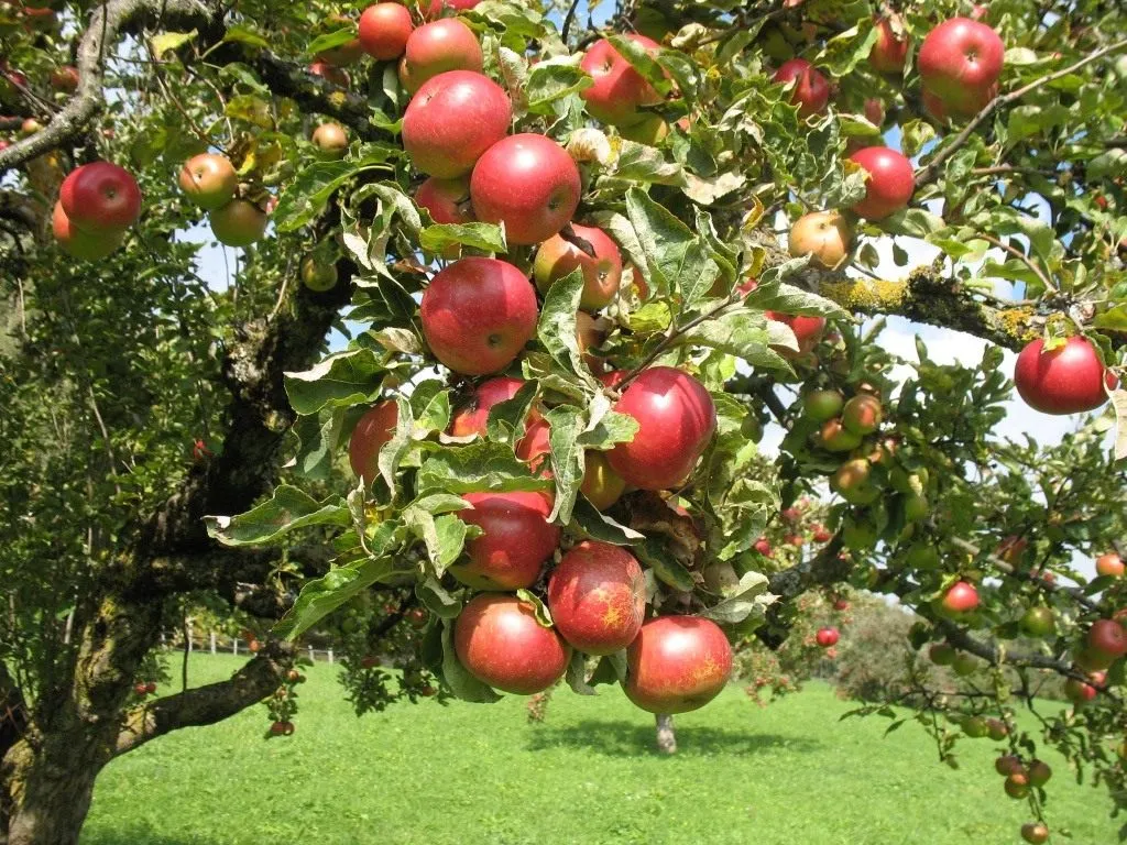Как выбрать самый подходящий сорт яблони для вашего сада