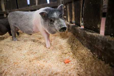 Мини-свинки как домашние питомцы: что нужно знать