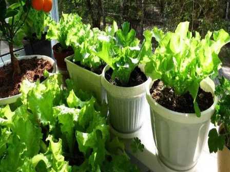 Огород в горшке: как выращивать овощи на балконе.