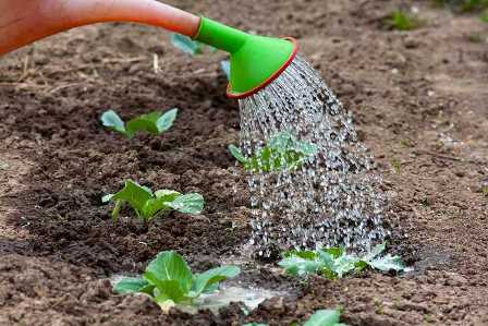 Поддержание здоровья ваших растений: удобрения и полезные советы