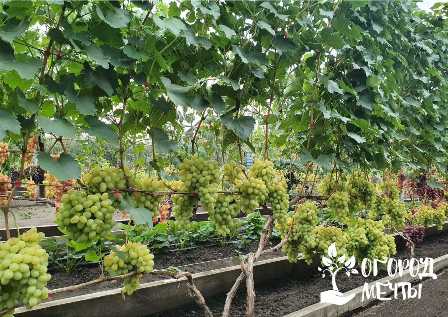 Полезные советы для разведения винограда в саду