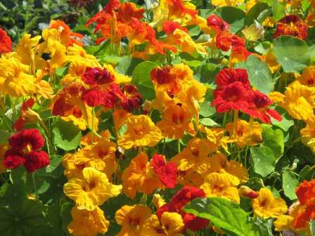 Популярные сорта цветов для вашего огорода