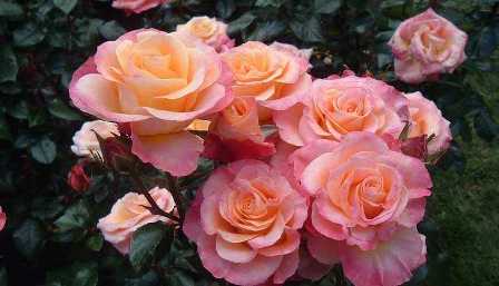 Секреты успешного выращивания роз на огороде