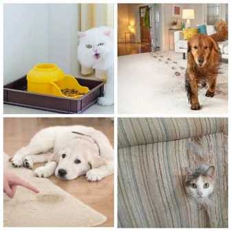 Следы домашних животных: как сохранить чистоту и порядок в доме