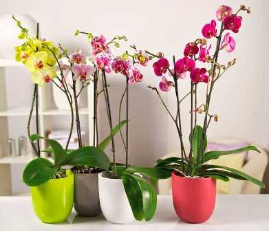 Советы по разведению и уходу за орхидеями
