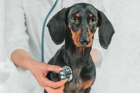 Важность регулярных визитов к ветеринару для домашнего питомца