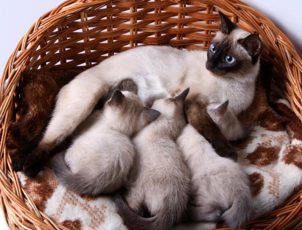Сколько длится беременность у кошек?